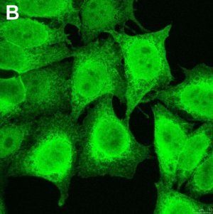 Anti-Puromycin Antibody, clone 12D10 ZooMAb Mouse Monoclonal 