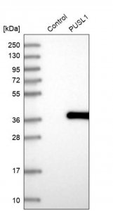 Anti-PUSL1 antibody produced in rabbit 