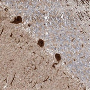 Anti-PUSL1 antibody produced in rabbit 