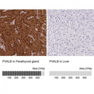 Anti-PVALB antibody produced in rabbit 