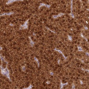 Anti-PVALB antibody produced in rabbit 