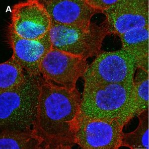 Anti-PVR (CD155) Antibody, clone 4B3 ZooMAb Rabbit Monoclonal 