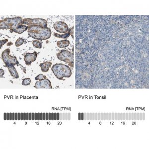 Anti-PVR antibody produced in rabbit 