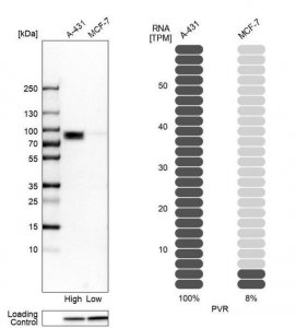 Anti-PVR antibody produced in rabbit 