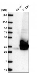 Anti-PYCR1 antibody produced in rabbit 