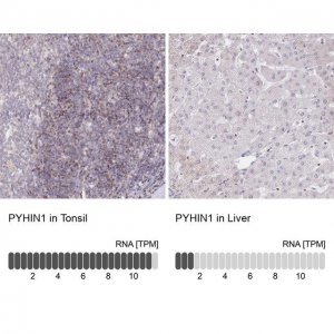 Anti-PYHIN1 antibody produced in rabbit 