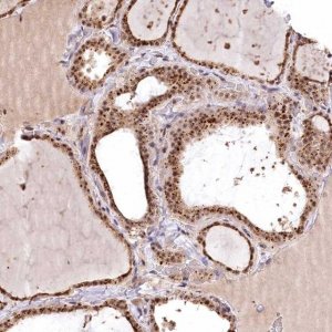 Anti-PYROXD1 antibody produced in rabbit 