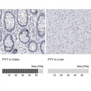 Anti-PYY antibody produced in rabbit 