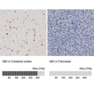 Anti-QKI antibody produced in rabbit 