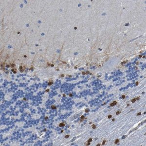 Anti-QKI antibody produced in rabbit 
