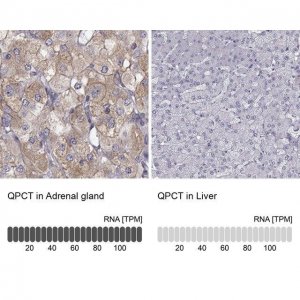 Anti-QPCT antibody produced in rabbit 