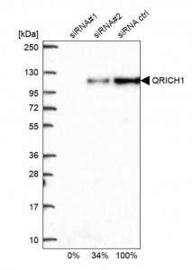 Anti-QRICH1 antibody produced in rabbit 