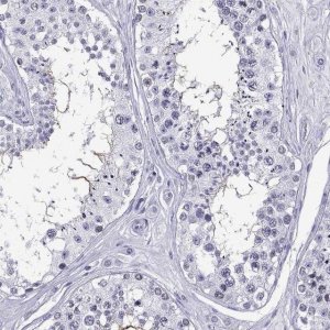 Anti-QRICH2 antibody produced in rabbit 