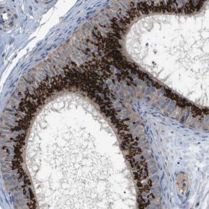 Anti-QSOX2 antibody produced in rabbit 