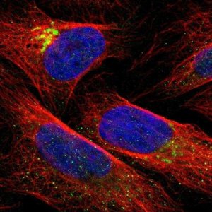 Anti-QSOX2 antibody produced in rabbit 