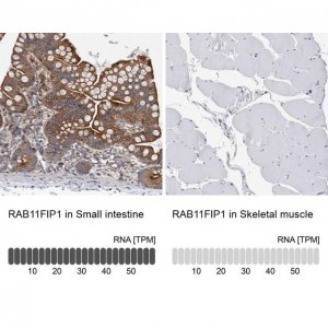 Anti-RAB11FIP1 antibody produced in rabbit 