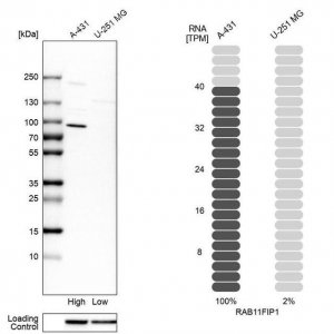 Anti-RAB11FIP1 antibody produced in rabbit 