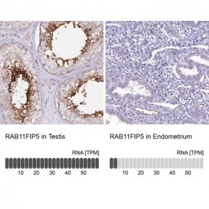 Anti-RAB11FIP5 antibody produced in rabbit 