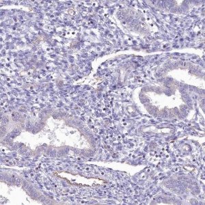 Anti-RAB11FIP5 antibody produced in rabbit 