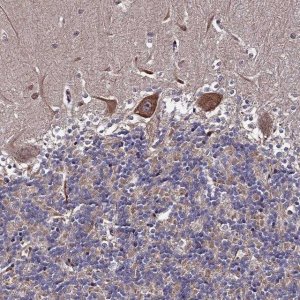 Anti-RAB15 antibody produced in rabbit 