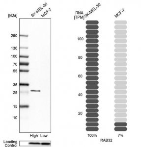 Anti-RAB32 antibody produced in rabbit 