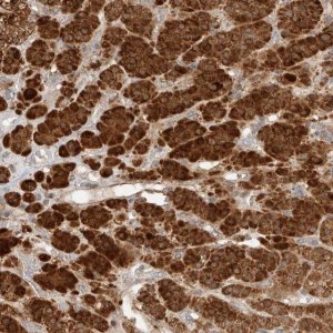 Anti-RAB32 antibody produced in rabbit 