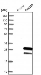 Anti-RAB39B antibody produced in rabbit HPA001114-100UL