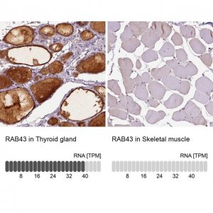 Anti-RAB43 antibody produced in rabbit 