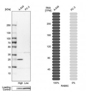 Anti-RAB5C antibody produced in rabbit 