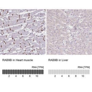 Anti-RAB9B antibody produced in rabbit 