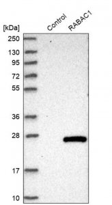 Anti-RABAC1 antibody produced in rabbit HPA029171-100UL