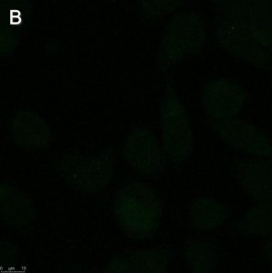 Anti-Rabies glycoprotein Antibody, clone 24-3F-10 ZooMAb Mouse Monoclonal 