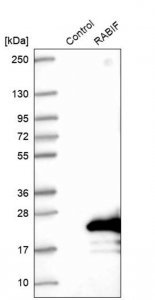 Anti-RABIF antibody produced in rabbit 