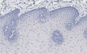 Anti-Rac1 Antibody, clone 23A8 ZooMAb Mouse Monoclonal 
