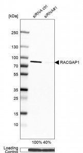 Anti-RACGAP1 antibody produced in rabbit HPA043912-100UL