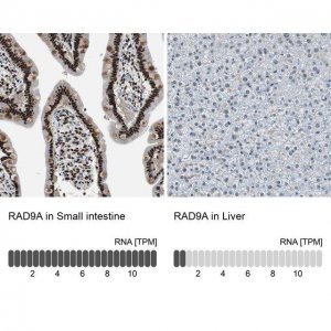 Anti-RAD9A antibody produced in rabbit 