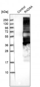 Anti-RAD9A antibody produced in rabbit 