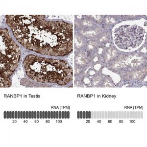 Anti-RANBP1 antibody produced in rabbit 
