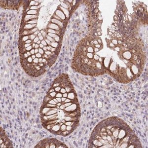 Anti-RANBP3L antibody produced in rabbit 