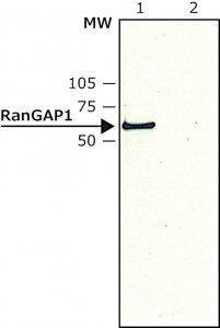 Anti-RanGAP1 (N-terminal) antibody produced in rabbit 