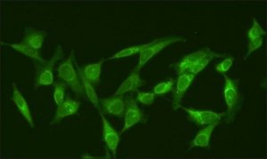 Anti-RanGAP1 (N-terminal) antibody produced in rabbit 