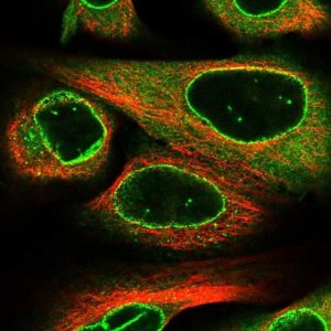 Anti-RANGAP1 antibody produced in rabbit 