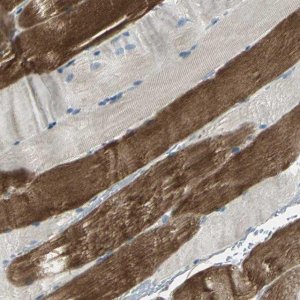 Anti-RAPGEF1 antibody produced in rabbit 