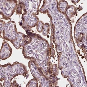 Anti-RASA1 antibody produced in rabbit 