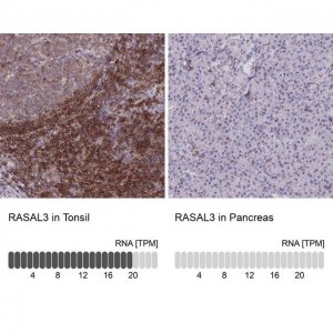 Anti-RASAL3 antibody produced in rabbit 