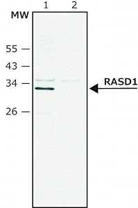 Anti-RASD1 (C-terminal) antibody produced in rabbit SAB4200488-200UL