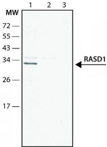 Anti-RASD1 (C-terminal) antibody produced in rabbit SAB4200488-200UL