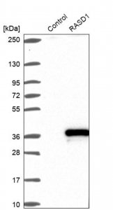 Anti-RASD1 antibody produced in rabbit 