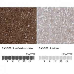 Anti-RASGEF1A antibody produced in rabbit 