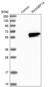 Anti-RASGEF1A antibody produced in rabbit 